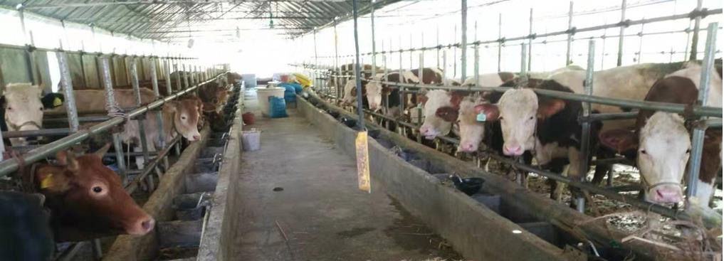 都安玉宝核桃种植专业合作社