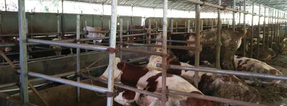 都安玉宝核桃种植专业合作社