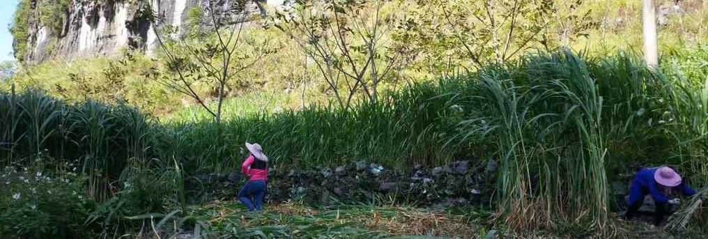 都安玉宝核桃种植专业合作社